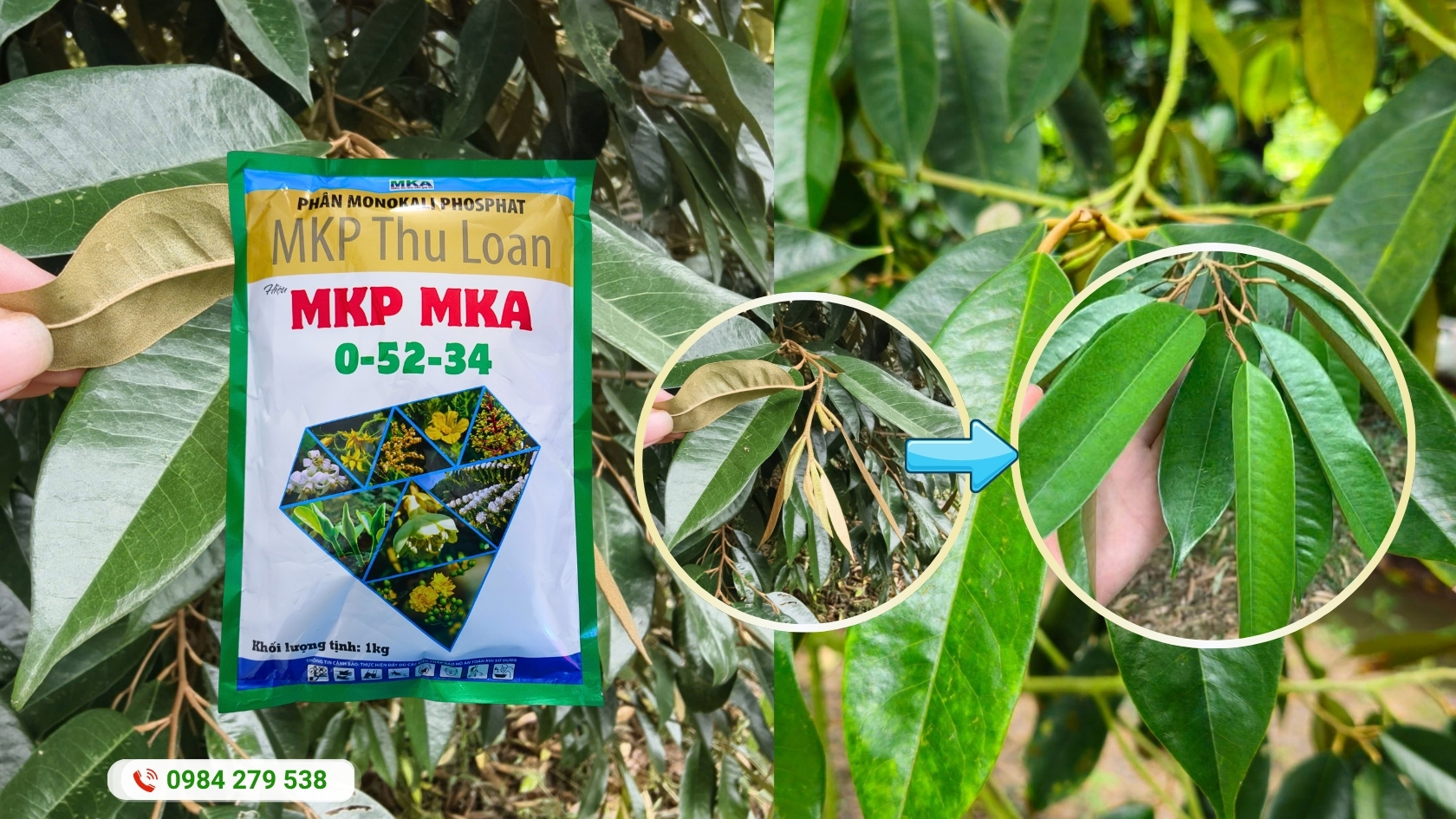 Phun MKP 0-52-34 để chặn đọt làm già lá